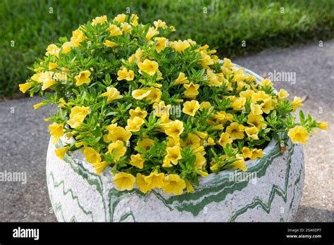 a flower pot full of yellow million bells flowers Stock Photo - Alamy