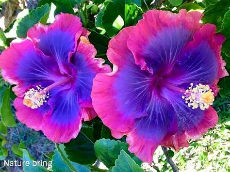 Growing Hibiscus flower | How to Grow Tropical Hibiscus | Hibiscus care ...