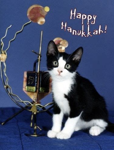 Happy Hanukkah! | Cat and dog memes