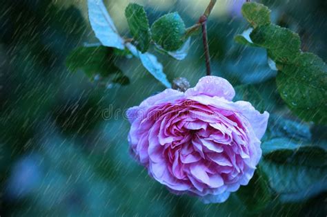 Beautiful Rose Flower on a Rainy Day Stock Photo - Image of card, rainy ...