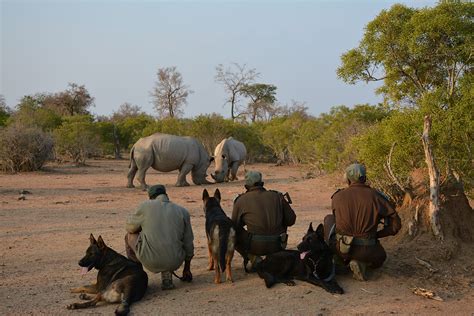 Your help is urgently needed to fight poaching in Southern Africa ...