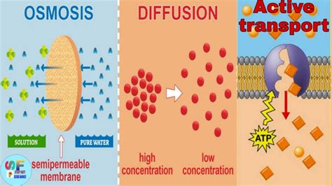 Diagram Of Diffusion And Osmosis