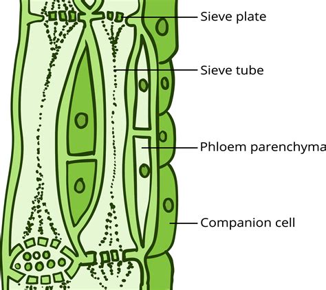 รายการ 92+ ภาพพื้นหลัง หน้าที่ของ Xylem และ Phloem ความละเอียด 2k, 4k