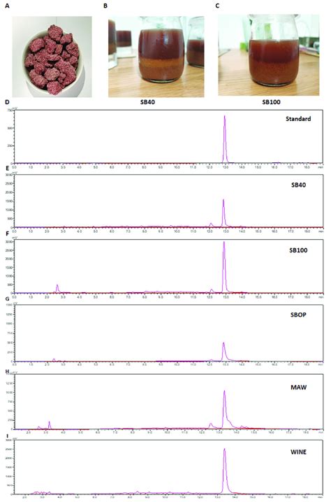 The pomace sample, extraction solution and the HPLC analysis. (A ...