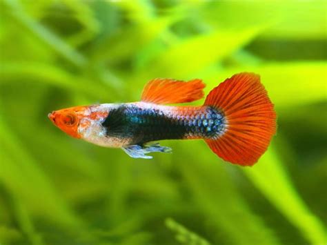 Pair of Red Tuxedo Koi Albino Guppy | Guppy, Guppy fish, Betta aquarium