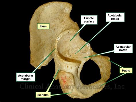 Acetabulum