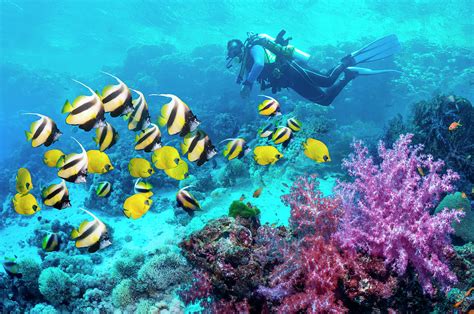 Scuba Diver With A School Of Coral Reef by Georgette Douwma