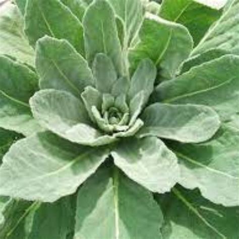 Mullein Leaves - Herbology Herbs