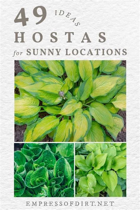 Hostas for Sun: Sun-Tolerant Options For Your Garden