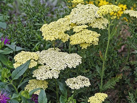 Photos Achillea Flowers Closeup