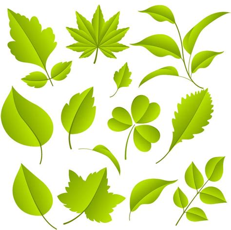 Green Leaves Vector Graphic Set | Free Vector Graphics | All Free Web ...