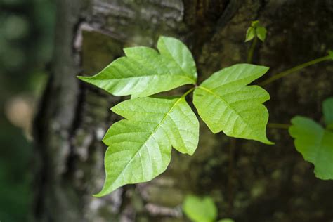 Debunked: The 6 Biggest Myths About Poison Ivy | Tec Labs