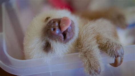 The Sloth Sanctuary of Costa Rica is where baby sloths get a new start ...