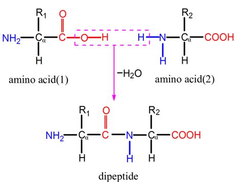 Dipeptide Molecule Sketch