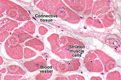 Mammal. Cardiac muscle. Transverse section. 500X - Mammals - Mammals ...