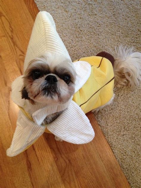 17 Costumes That Prove Shih Tzus Always Win At Halloween 6 | Dog ...