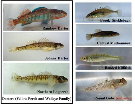 When is a minnow not really a minnow? - MSU Extension