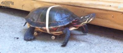 Turtle Can Run GIFs on Giphy