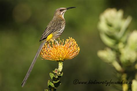 Fangs and Feathers - The Endemic Birds of the Cape's Fynbos Biome ...