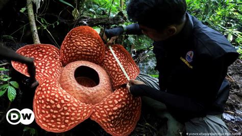 Bunga Rafflesia Terbesar di Dunia Ada di Sumatera Barat – DW – 02.01.2020