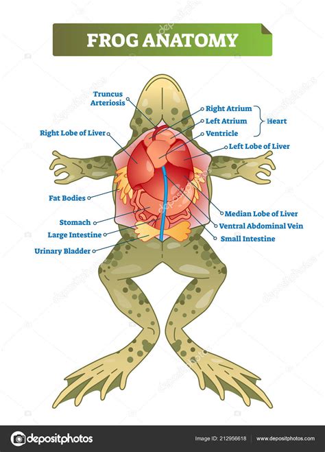 Female Frog Diagram