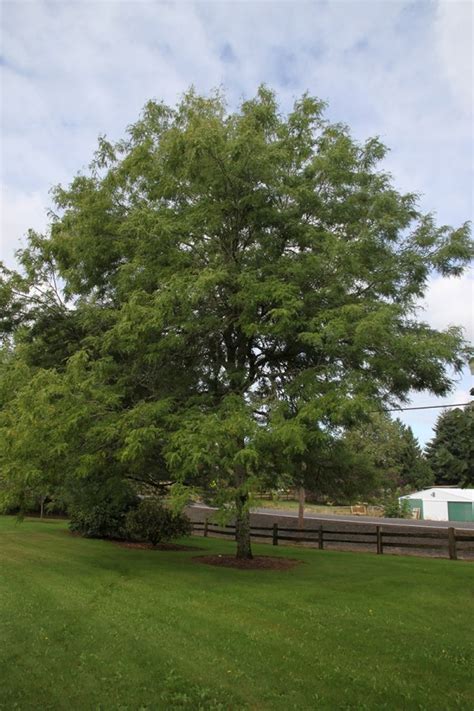 Honey Locust ‘Skyline’ | Plant Profile – Sylvan Gardens Landscape ...