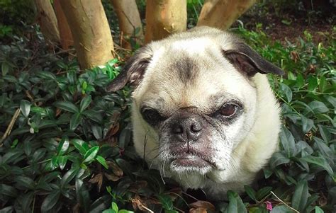 The 16 Grumpiest Dogs on the Internet | The Dog People by Rover.com