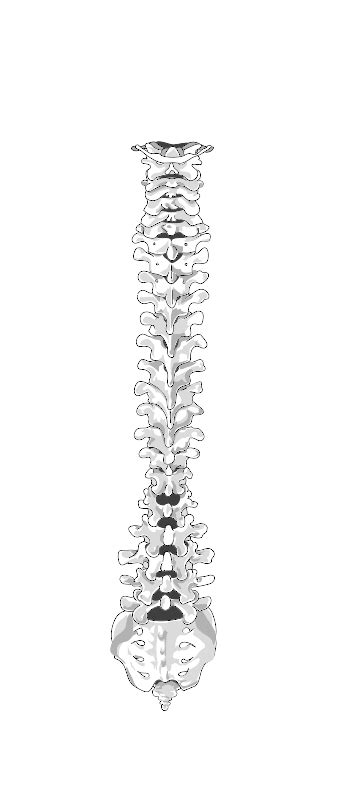 Skeleton Posterior Spine Clip Art at Clker.com - vector clip art online ...