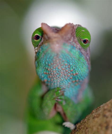 Chameleons: Masters of Adaptability – Part 2 | Wild View