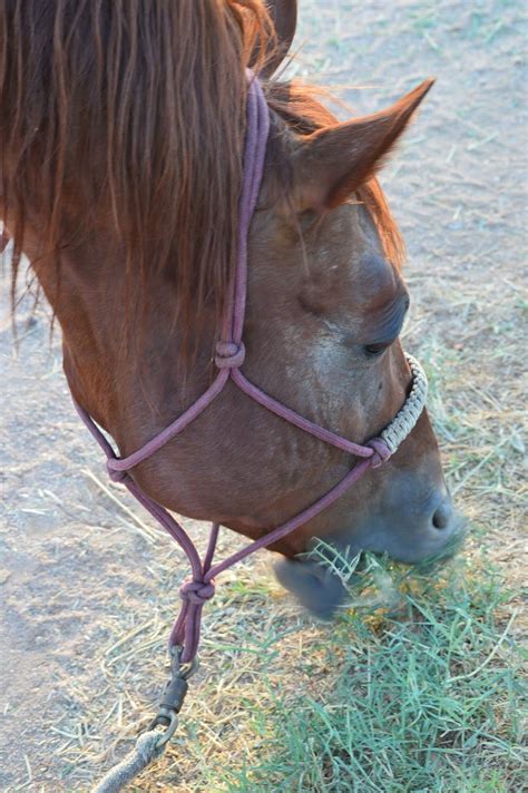 Man Horse Meme Beach - funnel images search