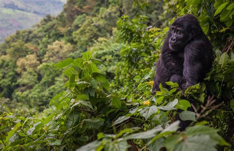 Bwindi Impenetrable National Park | Uganda Gorilla Tours