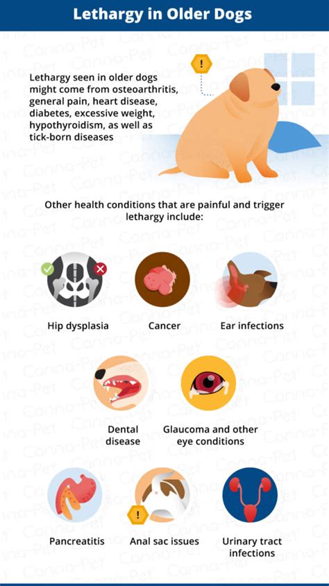 Lethargy in Dogs: Identifying Possible Causes | Canna-Pet