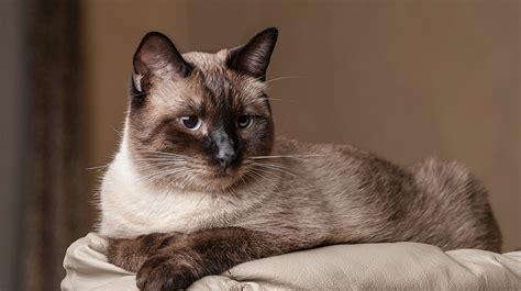 Siamese Cats | Pet Health Insurance & Tips