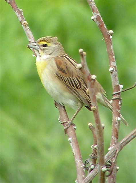 Penelopedia: Nature and Garden in Southern Minnesota: Dickcissels