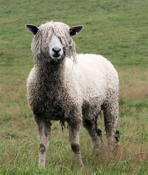 Sheep > Leicester Longwool – Wool Initiative