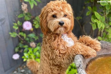 153+ Best Cavapoo Names (Actually Good Dog Names) - Oodle Life