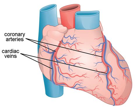 Structure of the Heart | Biology for Majors II