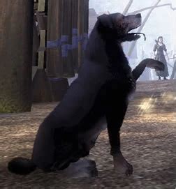 Dog (Fable II) | The Fable Wiki | Fandom