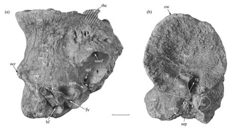 Bizarre bovid species found from the Late Miocene of Linxia Basin, China