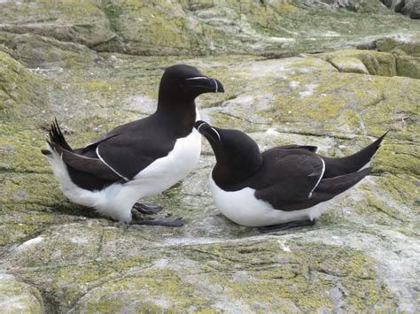 The Farne Islands, a seabird sanctuary