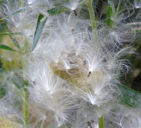 Gecko with Canon: Swan Plant Seeds.