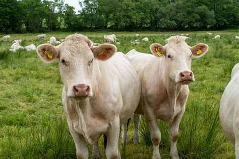 Charolais Cattle: Essential Facts and Breed Information