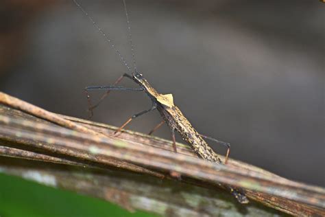 DSC_6530 Order Phasmatodea | Jay Raney | Flickr