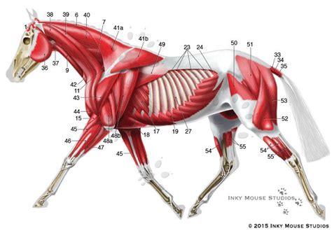 Equine superficial musculature anatomy chart