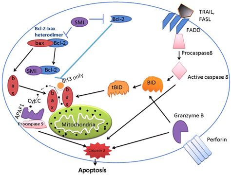 Bcl 2 Pathway