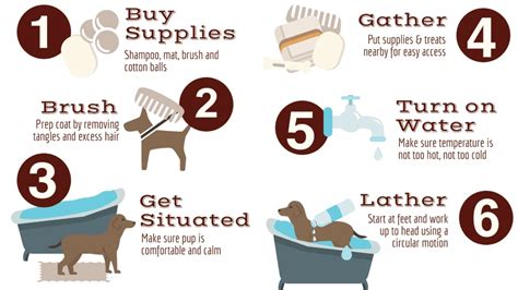 How often should you bathe your dog and how - Tips and tricks