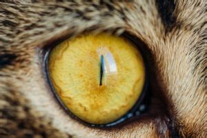 Cat Pupils - What Your Cats Eyes Are Telling You » Petsoid