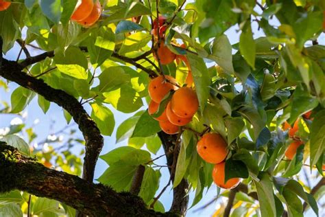 Persimmon Tree Care for Optimal Growth and Delicious Fruit Yield ...