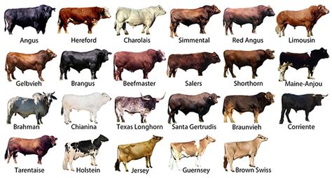 Various Cattle Breeds in the World and Philippine Native Cow - Manigo ...