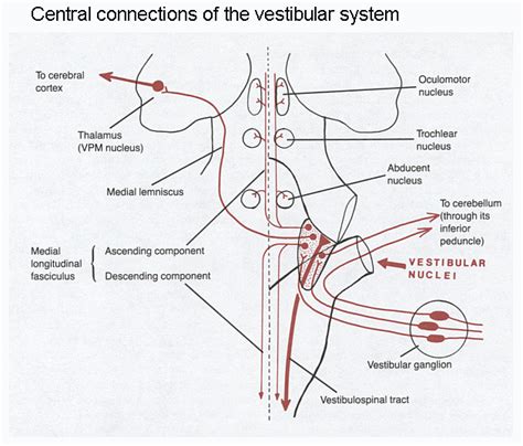 Anatomy 530a at UWO (Functional Neuroanatomy)